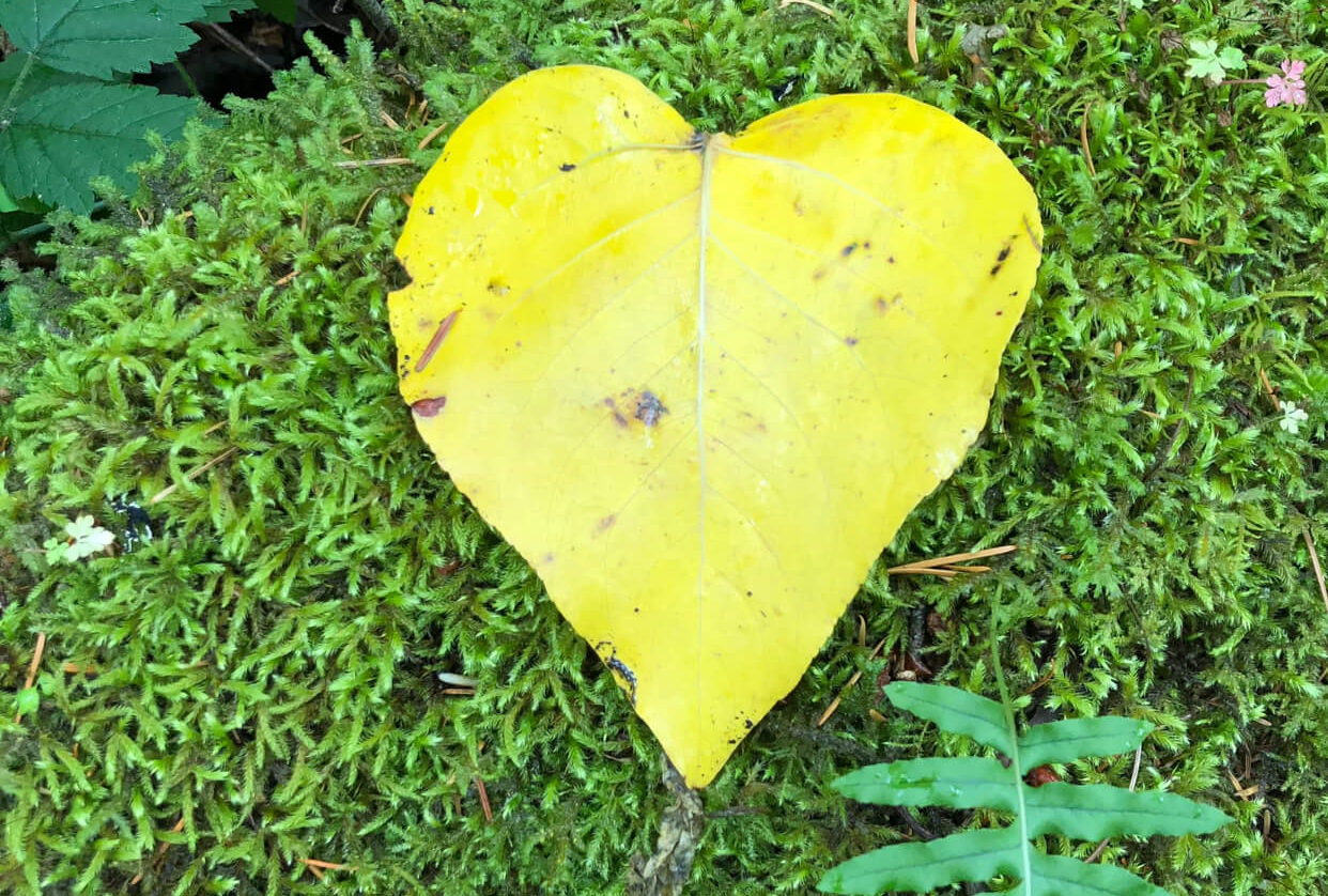 Heart shaped leaf